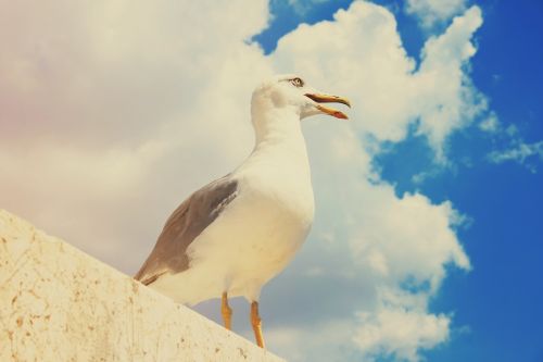 seagull white bird