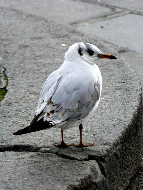 seagull bird close