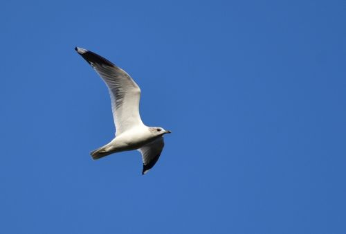 seagull fly sky
