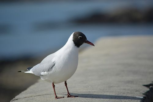 seagull tern bird