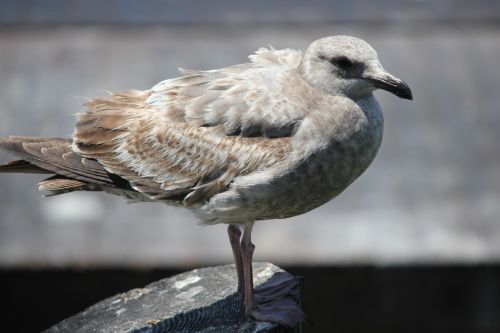 seagull marina bird