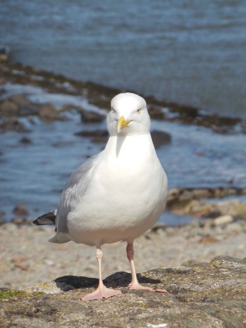 seagull beach bird