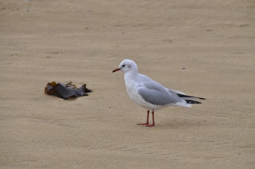 seagull sand beach coast