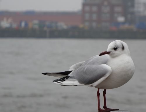 seagull diva bird