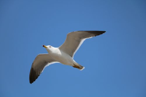 seagull new flight