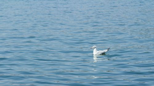 seagull erhai lake water birds