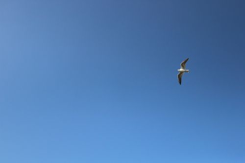 seagull background blue sky