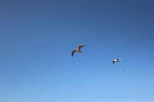 seagull background blue sky