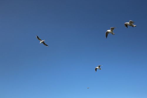 seagull background blue sky