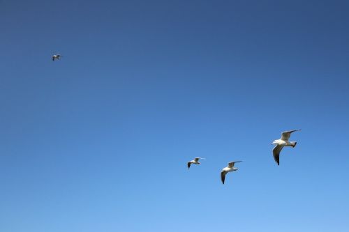 seagull background blue sky