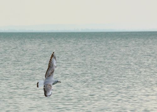 seagull bird water