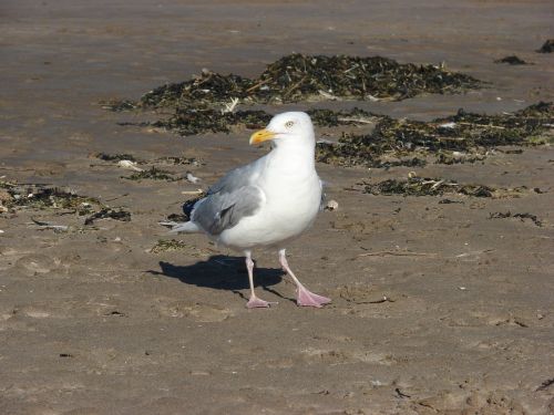 seagull sea scotland