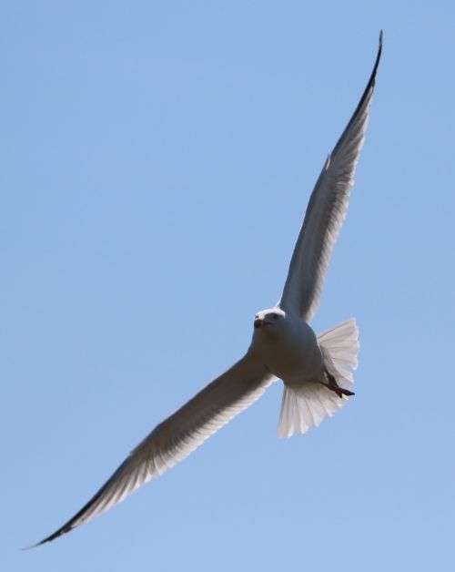 seagull flying bird