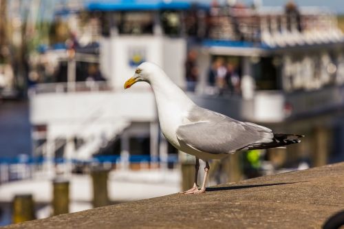 seagull bird water bird