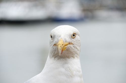 seagull bird sea ​​bird