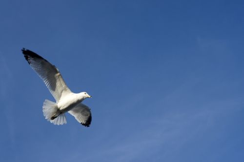 seagull flying nature