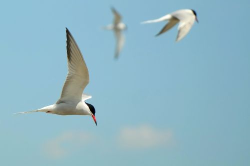 swallows bird fly