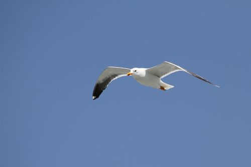 seagull flight bird