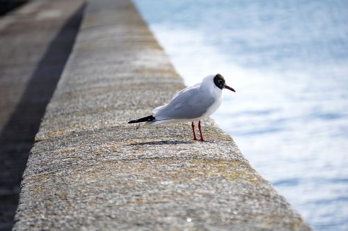 seagull bird fauna