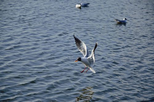 seagull bird flight