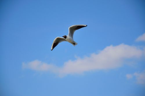 seagull bird flight