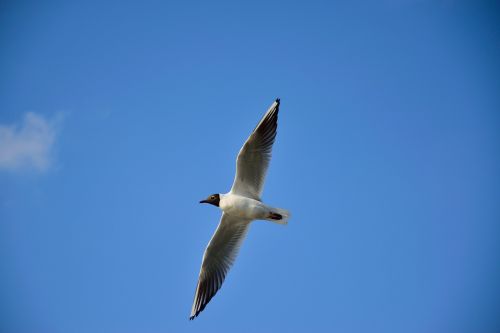 seagull bird flight