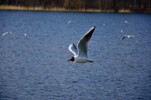 seagull bird flight