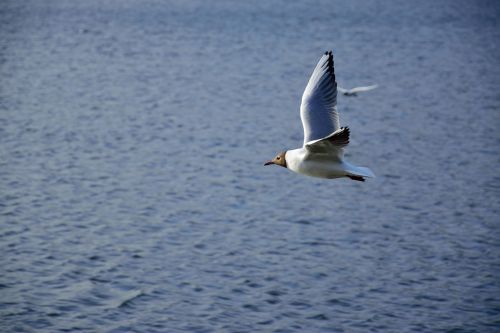 seagull bird flight