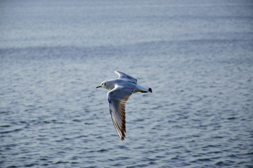 seagull bird flight