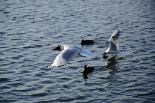 seagull bird flight