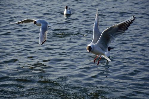 seagull bird flight