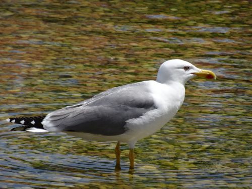 seagull sea ​​bird ocean