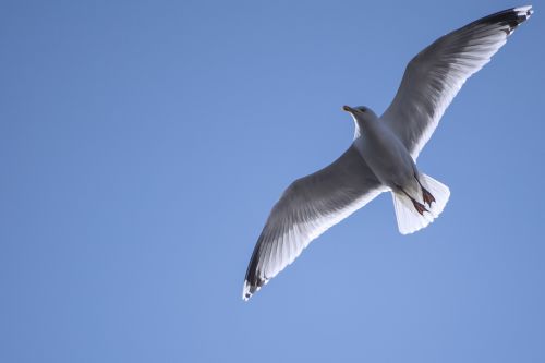 seagull sky flying