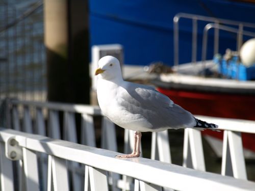 seagull bird sea