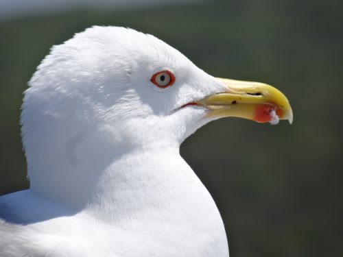 seagull bird head