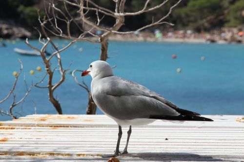 seagull beach blue sea