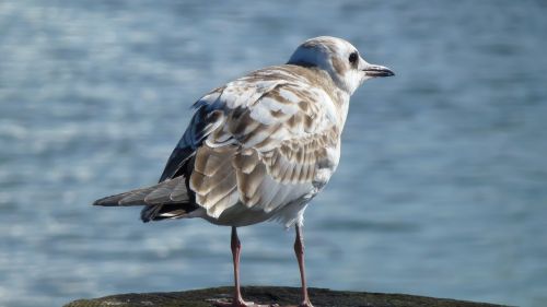 seagull bird water bird