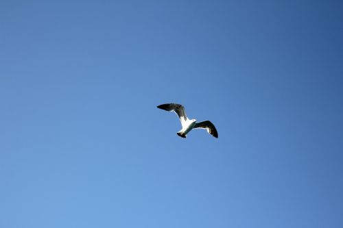 seagull bird in flight