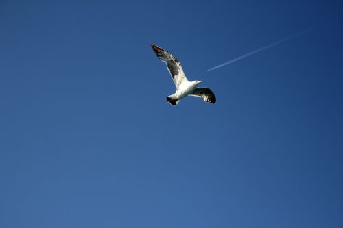 seagull sky tail