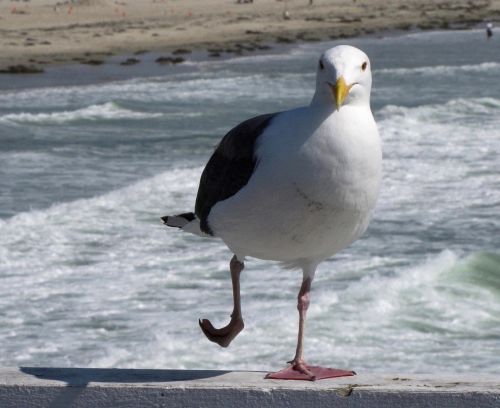 Seagull