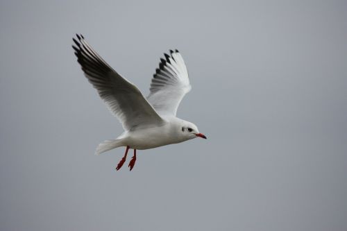 seagull sky beach