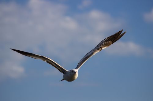 Seagull