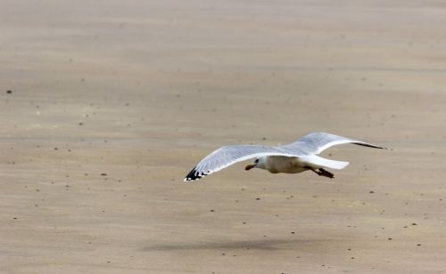 seagull beach fly