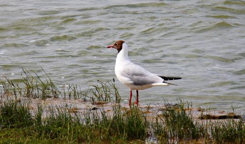 seagull bird glider pilot