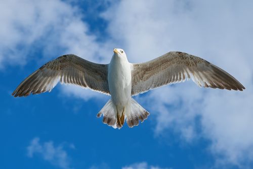 seagull bird fly