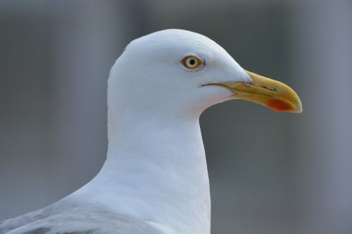 seagull bird animal