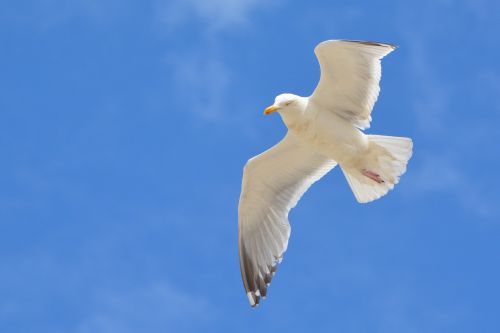 seagull bird animal