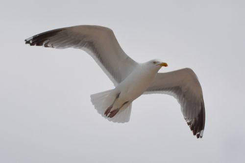 seagull bird animal