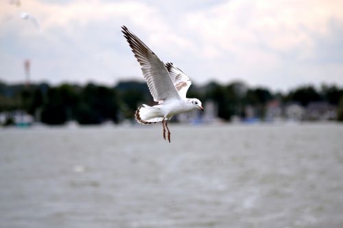 seagull bird close