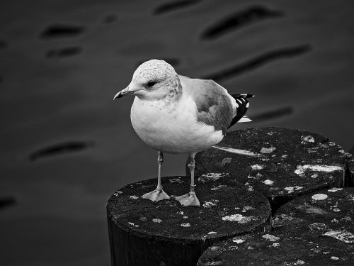 seagull bird gull